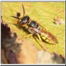 Philanthus triangulum - Bienenwolf w07.jpg
